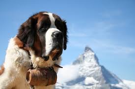災害救助犬の発祥はスイス