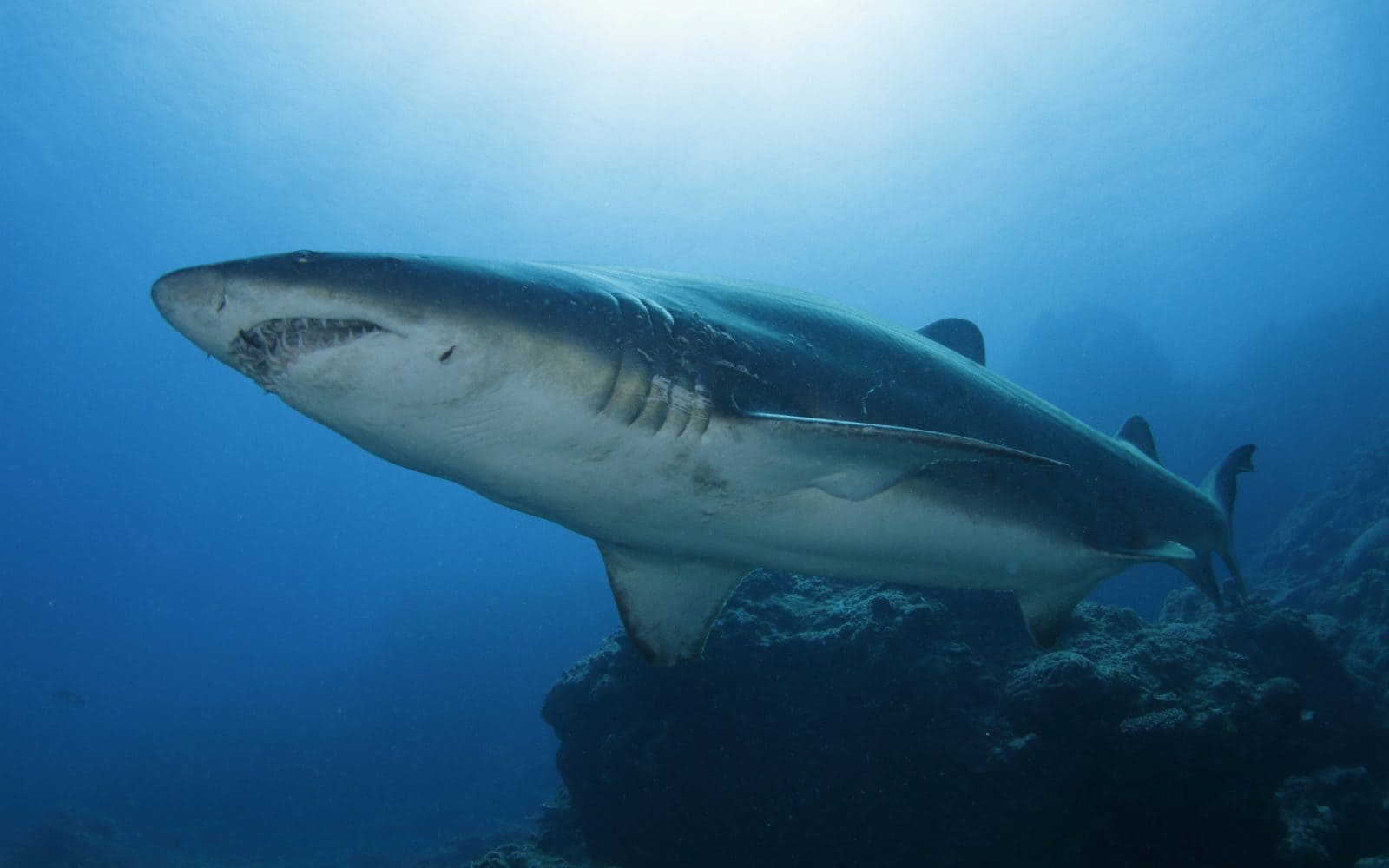 皮肉 頻発するサメ被害はクジラの過保護が原因 オーストラリア