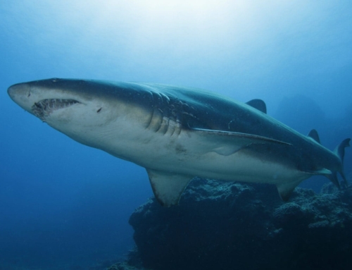 【皮肉】頻発するサメ被害はクジラの過保護が原因？？  （オーストラリア）